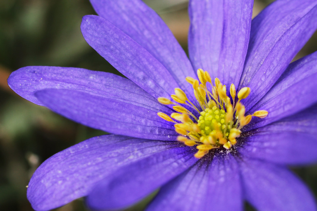 Volunteering & Community Flower Projects