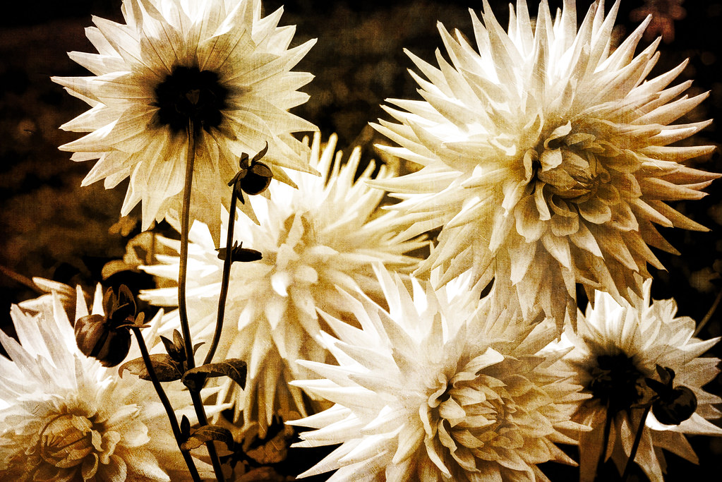 Volunteering & Community Flower Projects